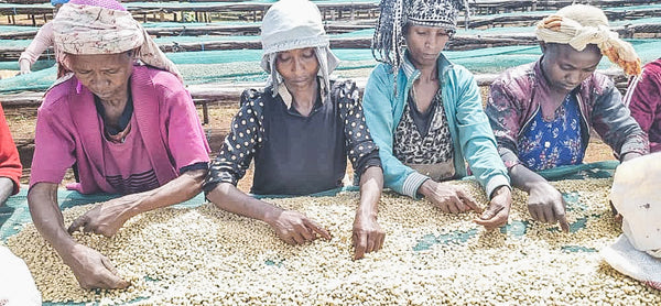 Flower Child - Boku Sayisa  - Washed Landrace