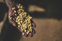 Flower Child - Boku Sayisa  - Washed Landrace