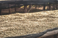 Flower Child - Boku Sayisa  - Washed Landrace
