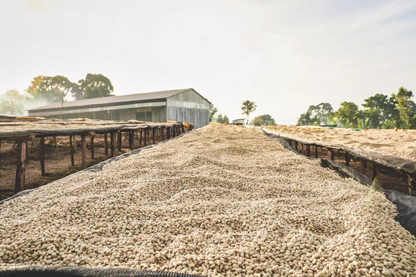 Flower Child - Boku Sayisa  - Washed Landrace