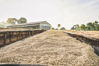 Flower Child - Boku Sayisa  - Washed Landrace