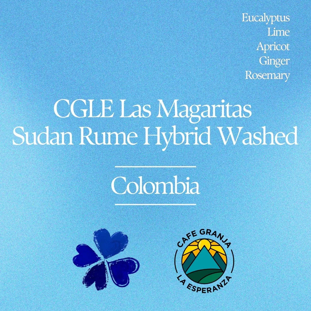 Klover - CGLE Las Magaritas Sudanrume Hybrid Washed | Colombia