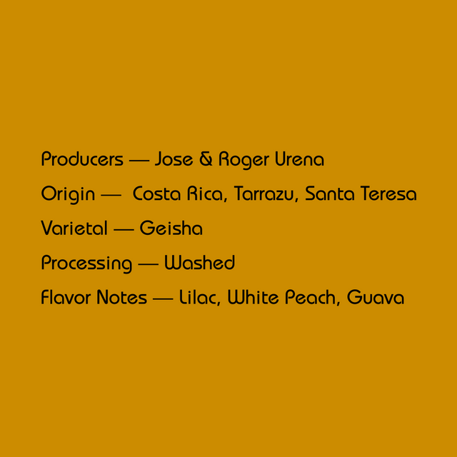 Mirra - Jose & Roger Urena, Washed Gesha | Costa Rica