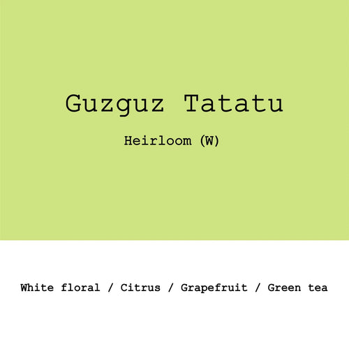 Goût & Co - Ethiopia Guzguz Tatatu, Heirloom G1 Washed