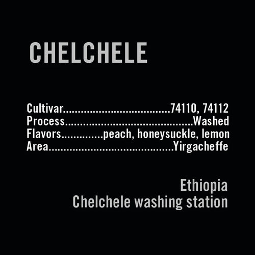 Apollon's Gold - Chelchele | Ethiopia