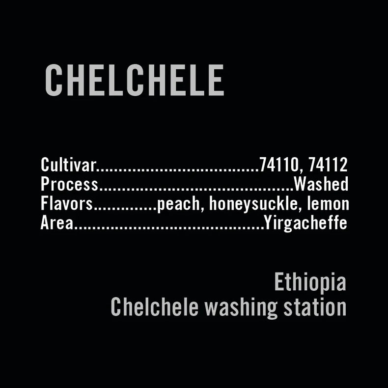 Apollon's Gold - Chelchele | Ethiopia