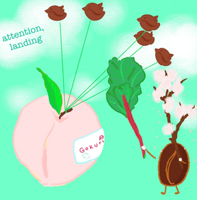 Hydrangea - Pink Bourbon 'Peach', Finca El Paraiso - Sigma Coffee UK