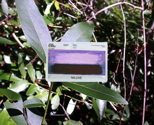 Native - Jose Gomez, El Paraiso Buesaco - Natural Caturra