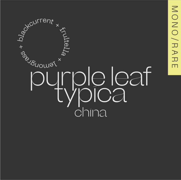 A.M.O.C. -  Purple Leaf Typica - Yunnan, China
