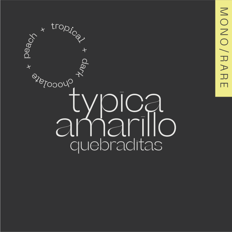 A.M.O.C. - TYPICA Amarillo Colombia – Los Quebraditas