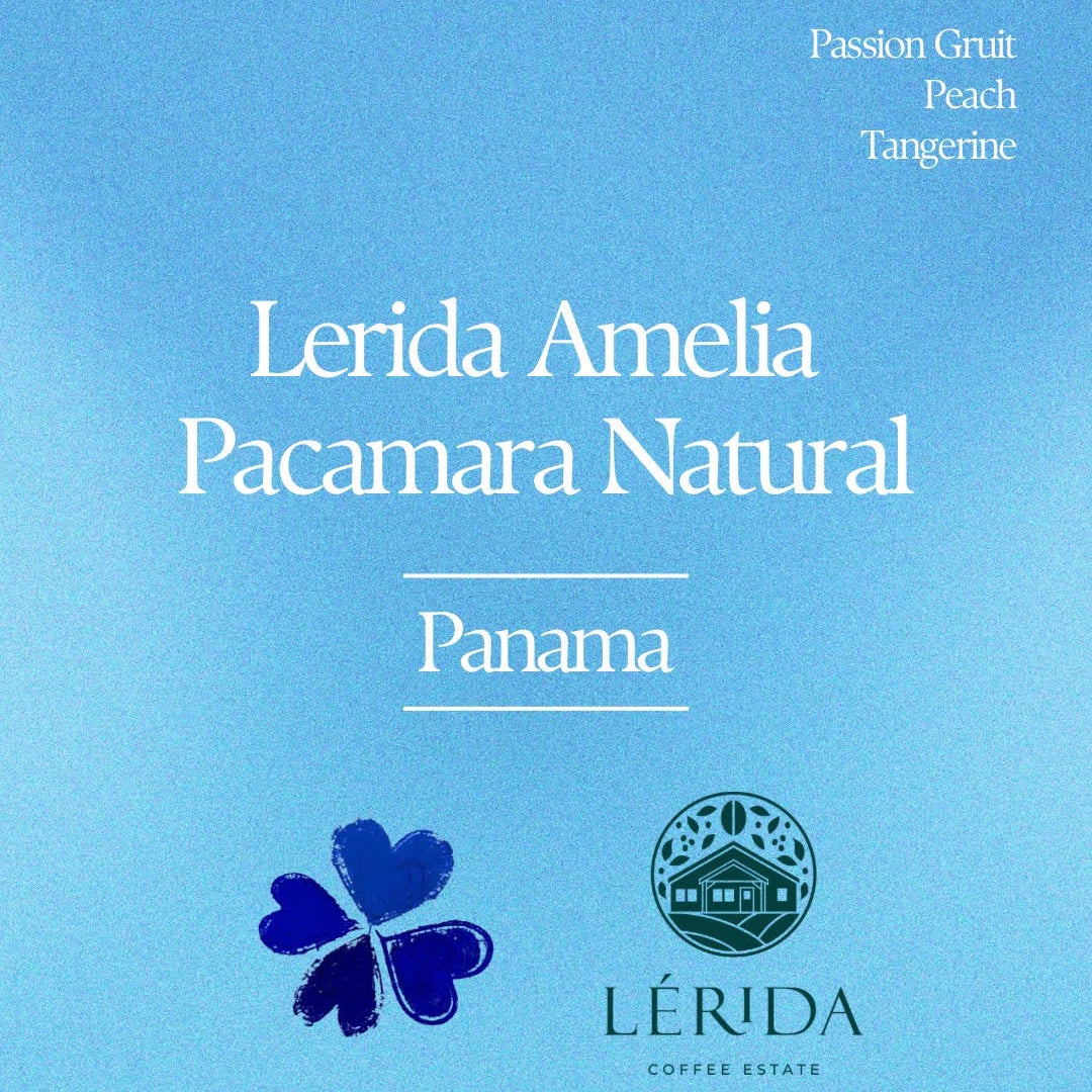Klover - Lérida Amelia Natural Pacamara | Panama